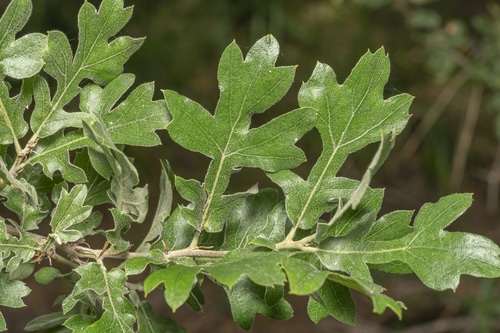 Azarole (Crataegus azarolus)