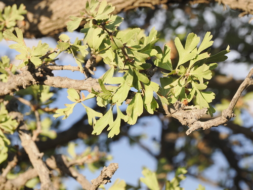 Azarole (Crataegus azarolus)