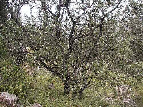 Azarole: Crataegus azarolus (syn. C. aronia ) tree in the Jerusalem Forest