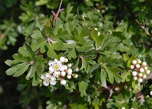 Azarole: Crataegus azarolus Riserva dello Zingaro