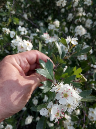 Azarole (Crataegus azarolus)