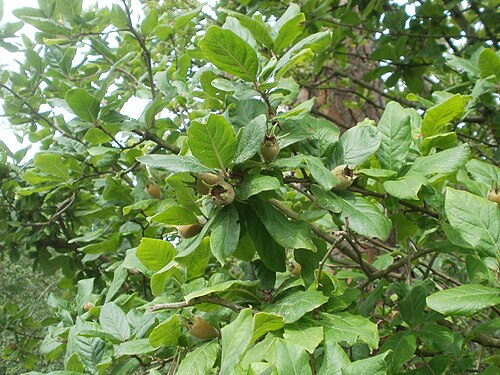 Medlar: Mispel ( Crataegus germanica ) auf dem Feldherrenhügel