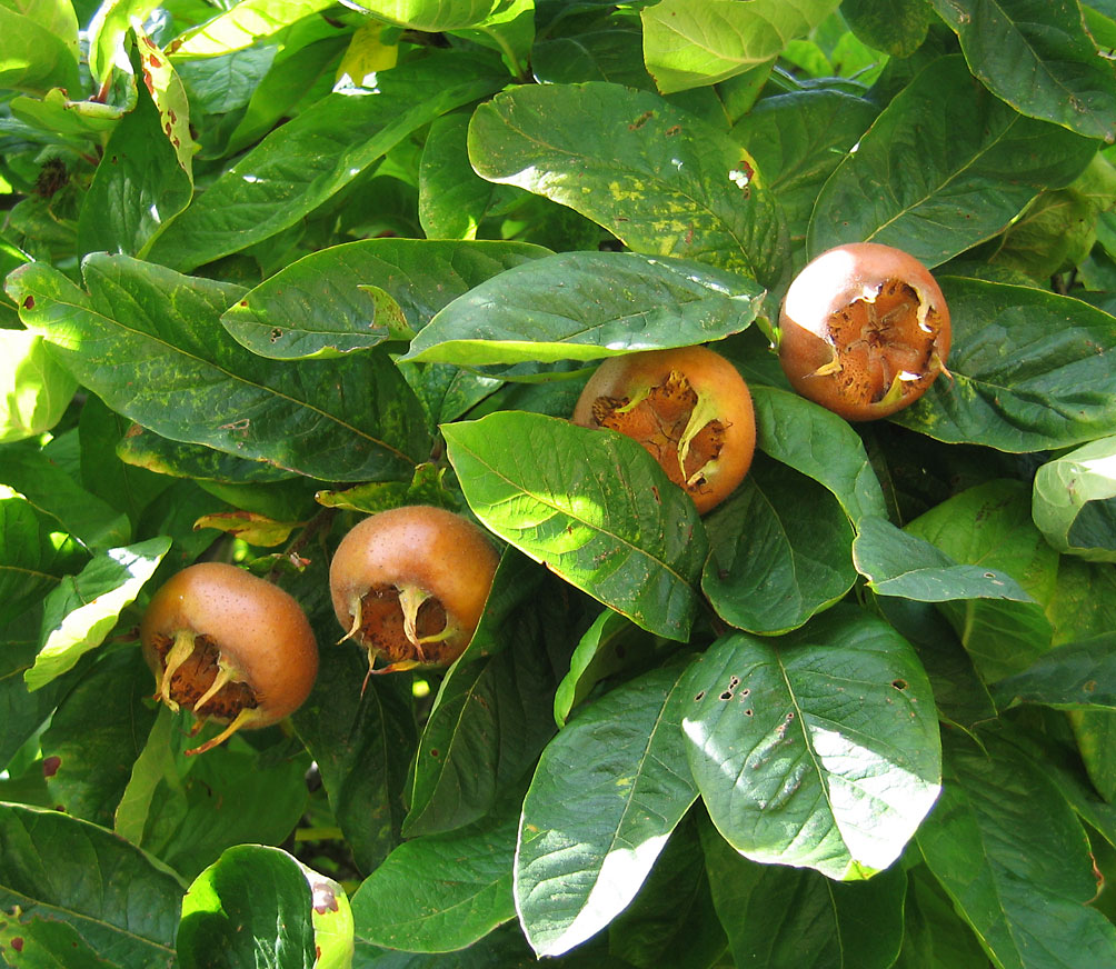 Medlar (Crataegus germanica)