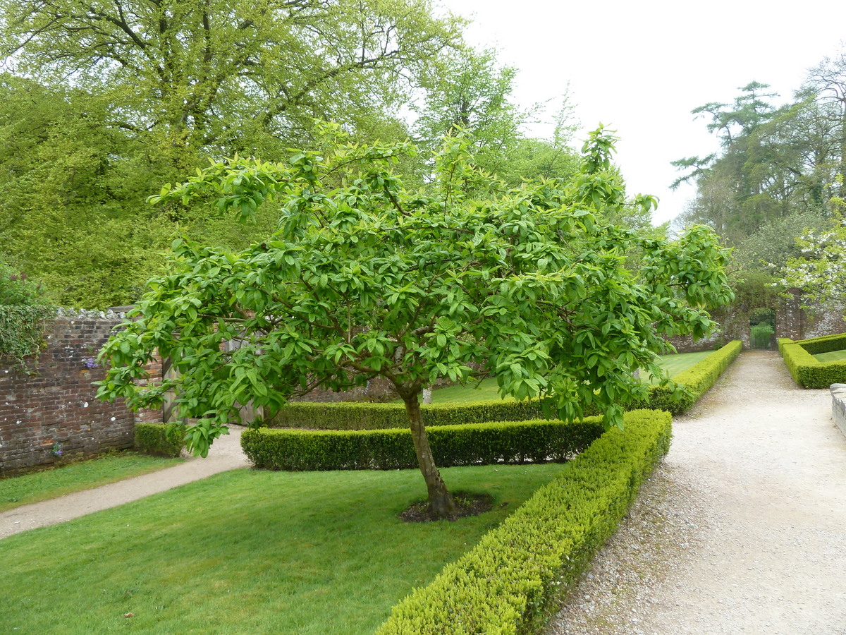 Medlar: Mespilis germanica at Stourhead, Wiltshire, GB