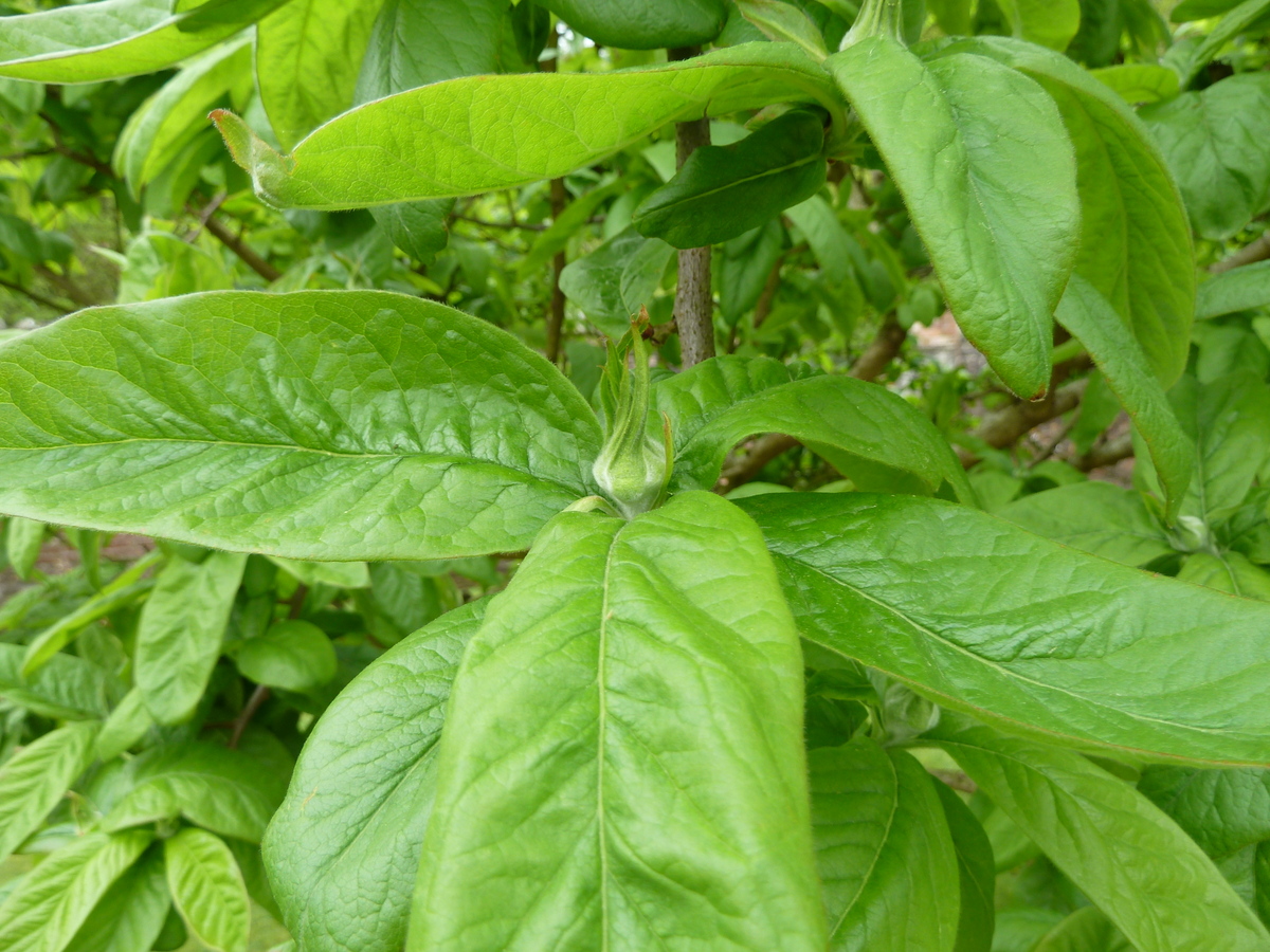 Medlar: Mespilis germanica at Stourhead, Wiltshire, GB