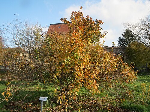 Medlar: Mispel ( Crataegus germanica ) in Schwetzingen