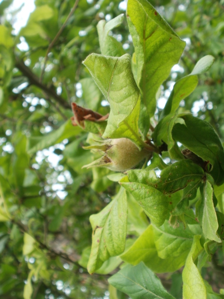 Medlar: Mispel (Crataegus germanica) auf dem Feldherrenhügel