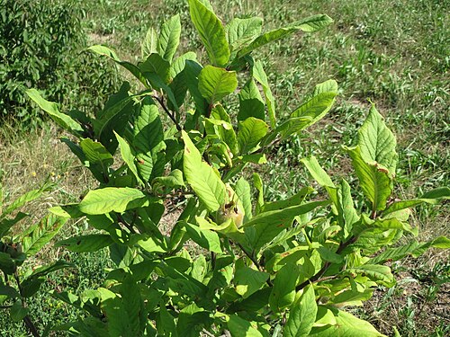 Medlar: Mispel ( Crataegus germanica ) bei Neulußheim