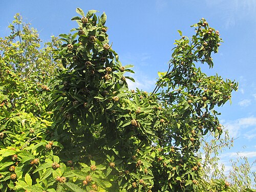 Medlar: Mispel ( Crataegus germanica ) im Moscheegarten Schwetzingen