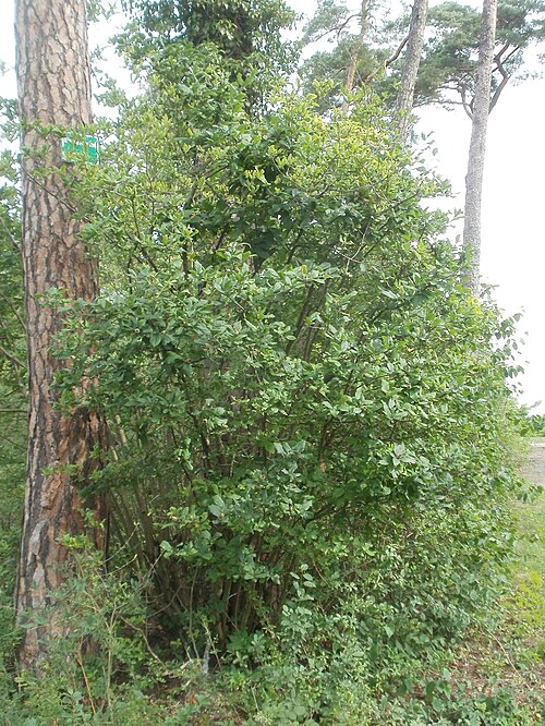 Medlar: Mispel ( Crataegus germanica ) auf dem Feldherrenhügel