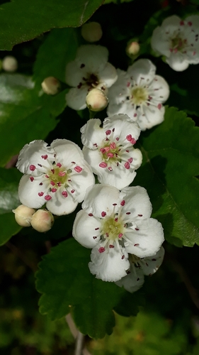 Midland hawthorn (Crataegus laevigata)