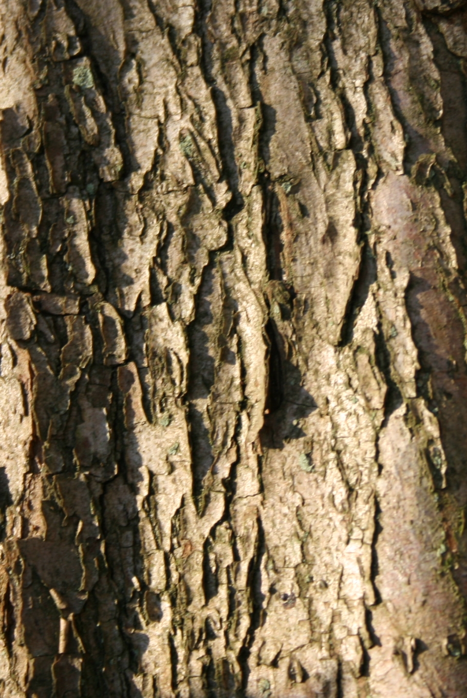 Midland hawthorn: Crataegus laevigata : Bark