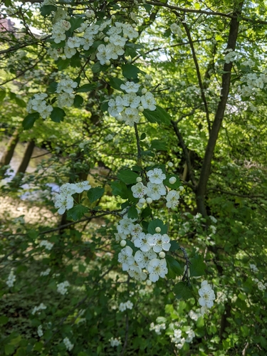 Midland hawthorn (Crataegus laevigata)