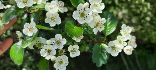 Midland hawthorn (Crataegus laevigata)