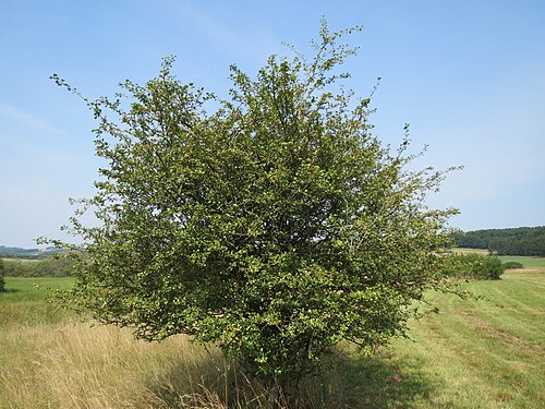 Midland hawthorn: Zweigriffeliger Weißdorn ( Crataegus laevigata ) im Naturschutzgebiet Mürmes
