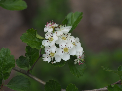 Midland hawthorn (Crataegus laevigata)