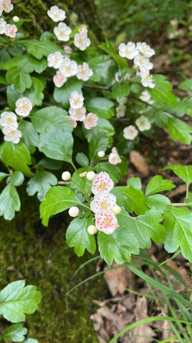 Midland hawthorn (Crataegus laevigata)