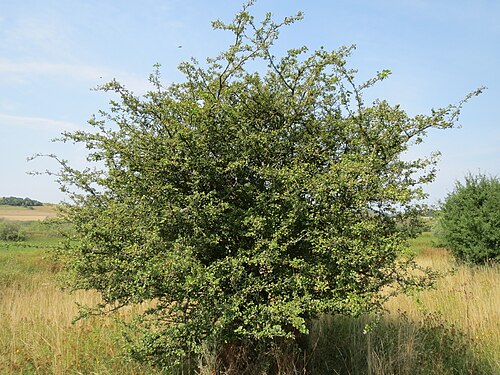 Midland hawthorn: Zweigriffeliger Weißdorn ( Crataegus laevigata ) im Naturschutzgebiet Mürmes