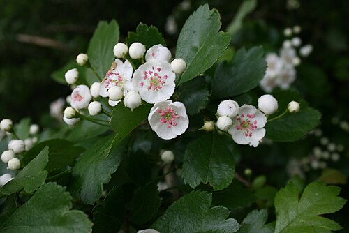 Midland hawthorn: Crataegus laevigata (syn. C. oxyacantha ): flowers