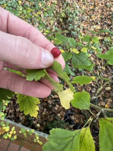 Midland hawthorn (Crataegus laevigata)
