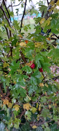 Midland hawthorn (Crataegus laevigata)
