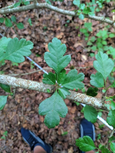 Midland hawthorn (Crataegus laevigata)