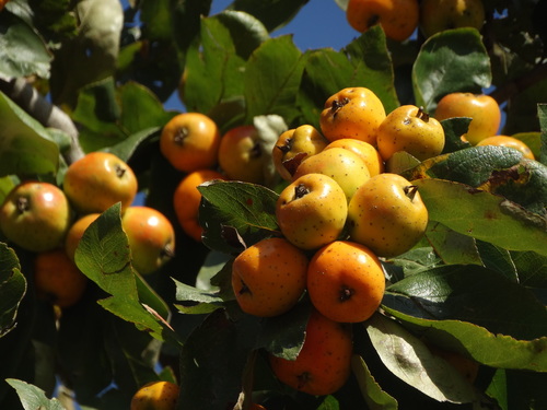 Manzanita tejocotera (Crataegus mexicana)
