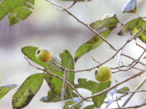 Manzanita tejocotera (Crataegus mexicana)