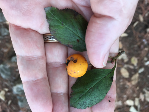 Manzanita tejocotera (Crataegus mexicana)