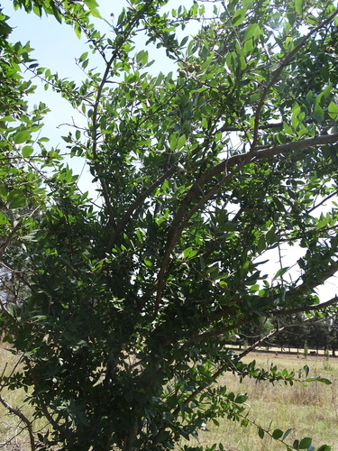 Manzanita tejocotera (Crataegus mexicana)