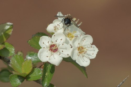 Manzanita tejocotera (Crataegus mexicana)