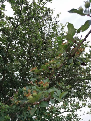 Manzanita tejocotera (Crataegus mexicana)
