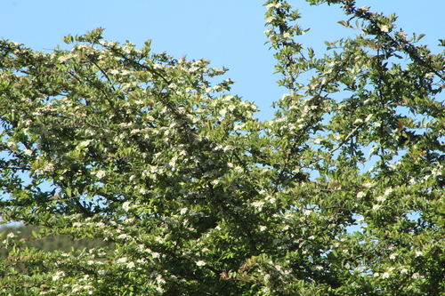 Manzanita tejocotera (Crataegus mexicana)