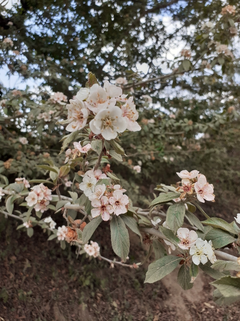 Manzanita tejocotera (Crataegus mexicana)