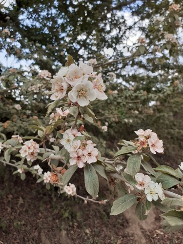 Manzanita tejocotera (Crataegus mexicana)