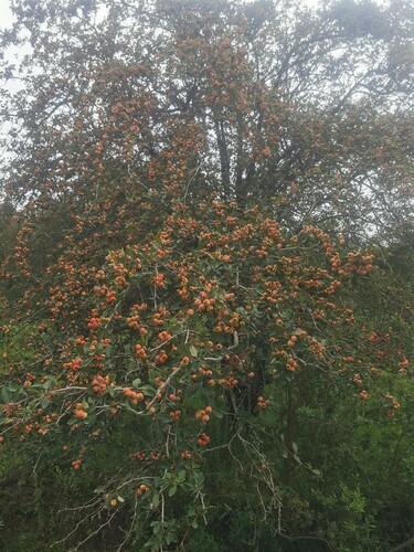 Manzanita tejocotera (Crataegus mexicana)