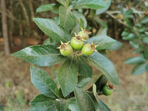 Manzanita tejocotera (Crataegus mexicana)
