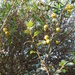 Manzanita tejocotera (Crataegus mexicana)
