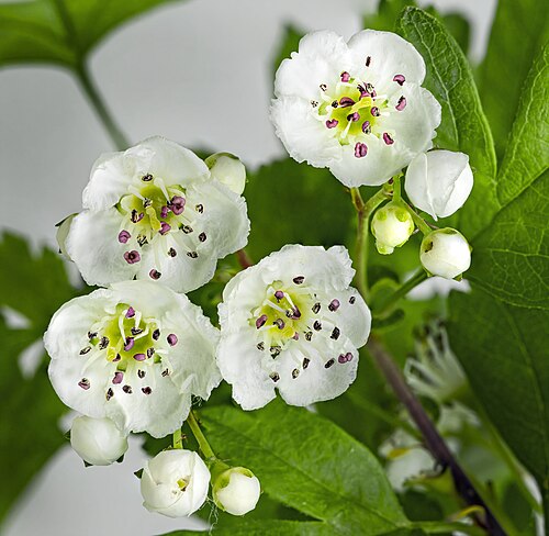 Common hawthorn: Common hawthorn - flower and bud