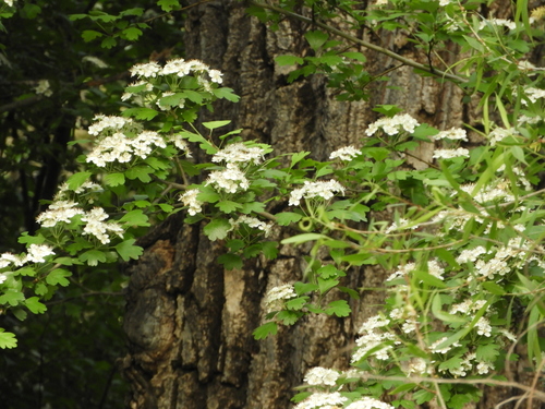 Common hawthorn (Crataegus monogyna)