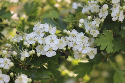 Common hawthorn (Crataegus monogyna)