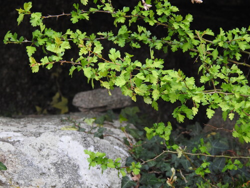 Common hawthorn (Crataegus monogyna)
