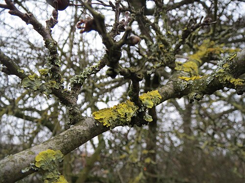 Common hawthorn: Eingriffeliger Weißdorn ( Crataegus monogyna ) in Hockenheim