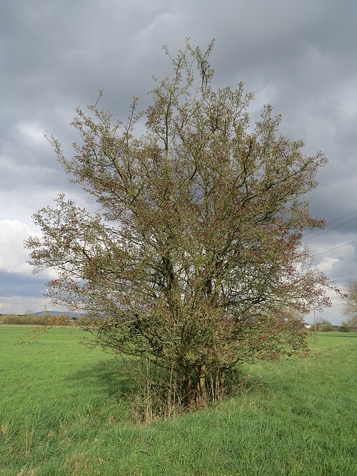 Common hawthorn: Weißdorn ( Crataegus monogyna ) auf den Kisselwiesen bei Reilingen