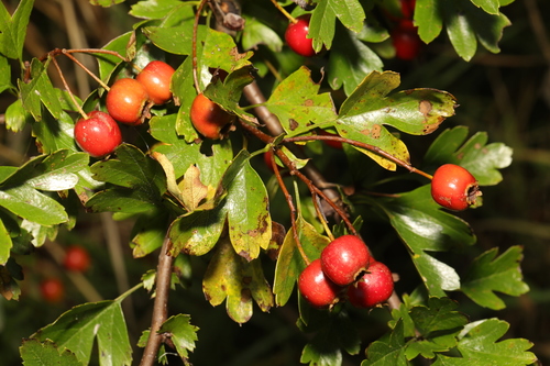 Common hawthorn (Crataegus monogyna)