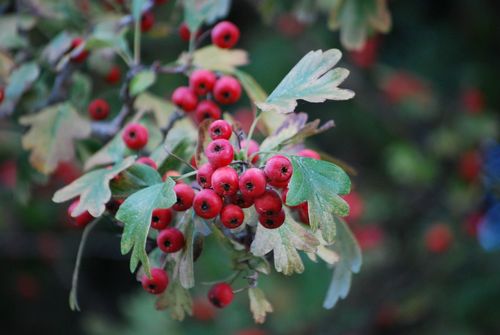 Common hawthorn (Crataegus monogyna)