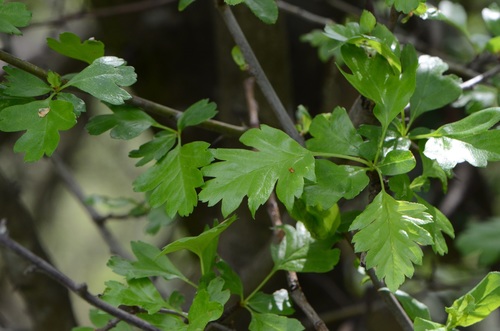 Common hawthorn (Crataegus monogyna)
