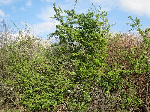 Common hawthorn: Weißdorn ( Crataegus monogyna ) bei Reilingen