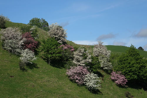 Common hawthorn
