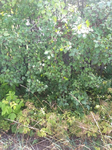 Hungarian thorn (Crataegus nigra)